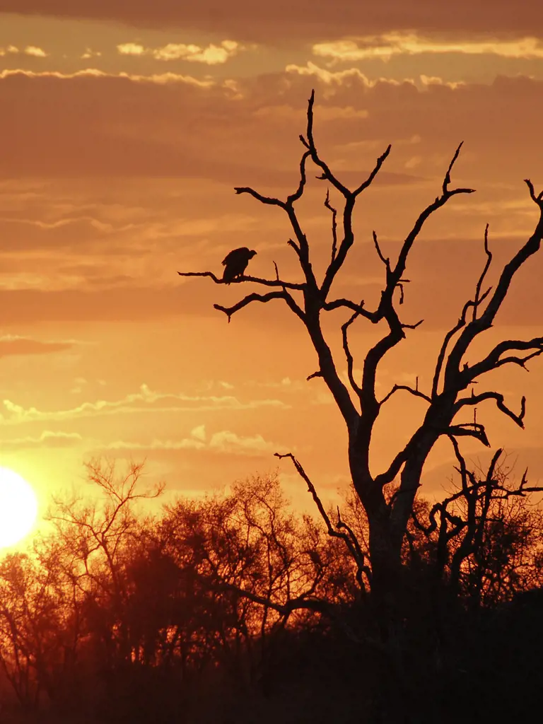 Lodge-Safari durch Südafrika und Mosambik